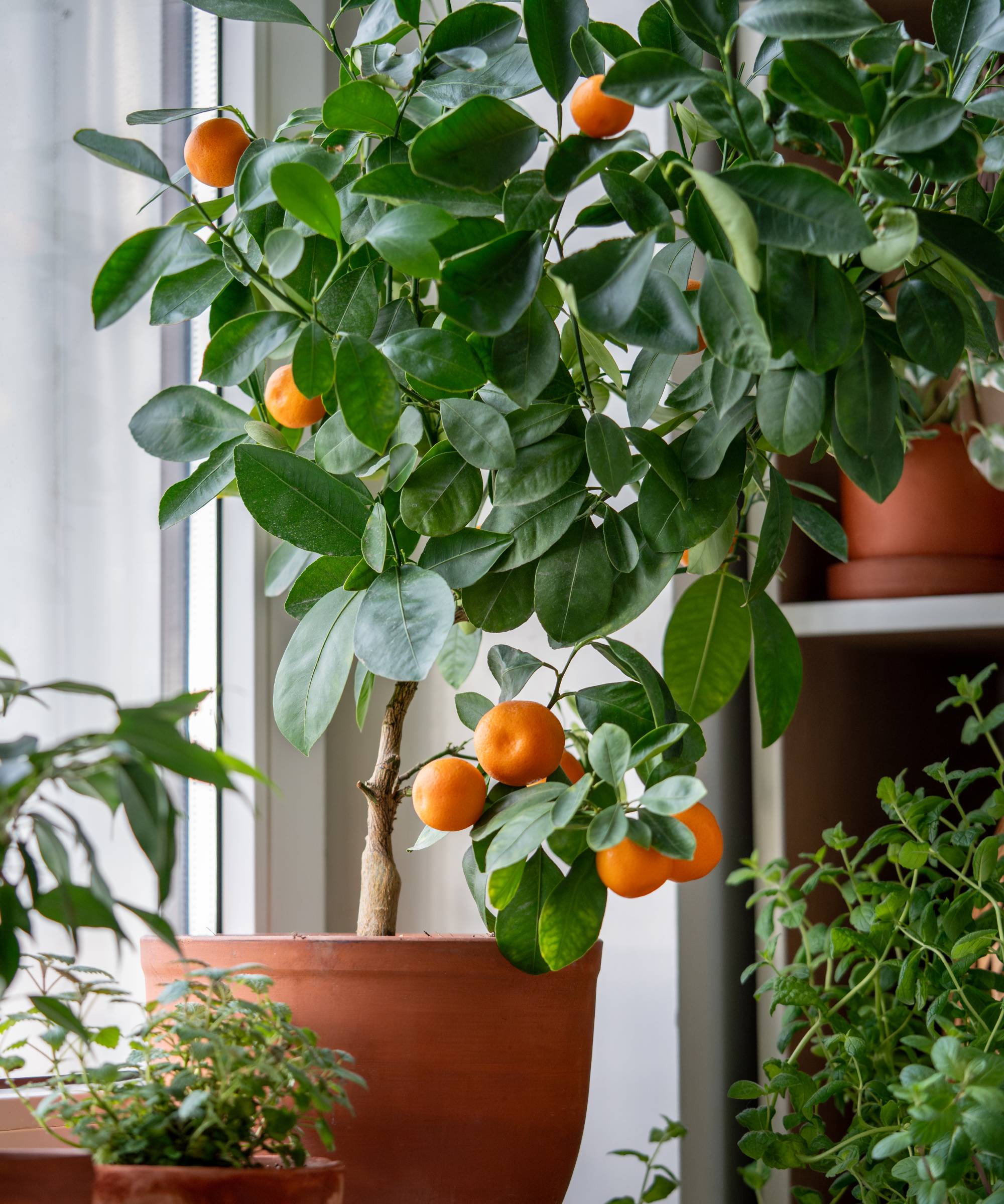 Calamondin citrus tree growin indoors