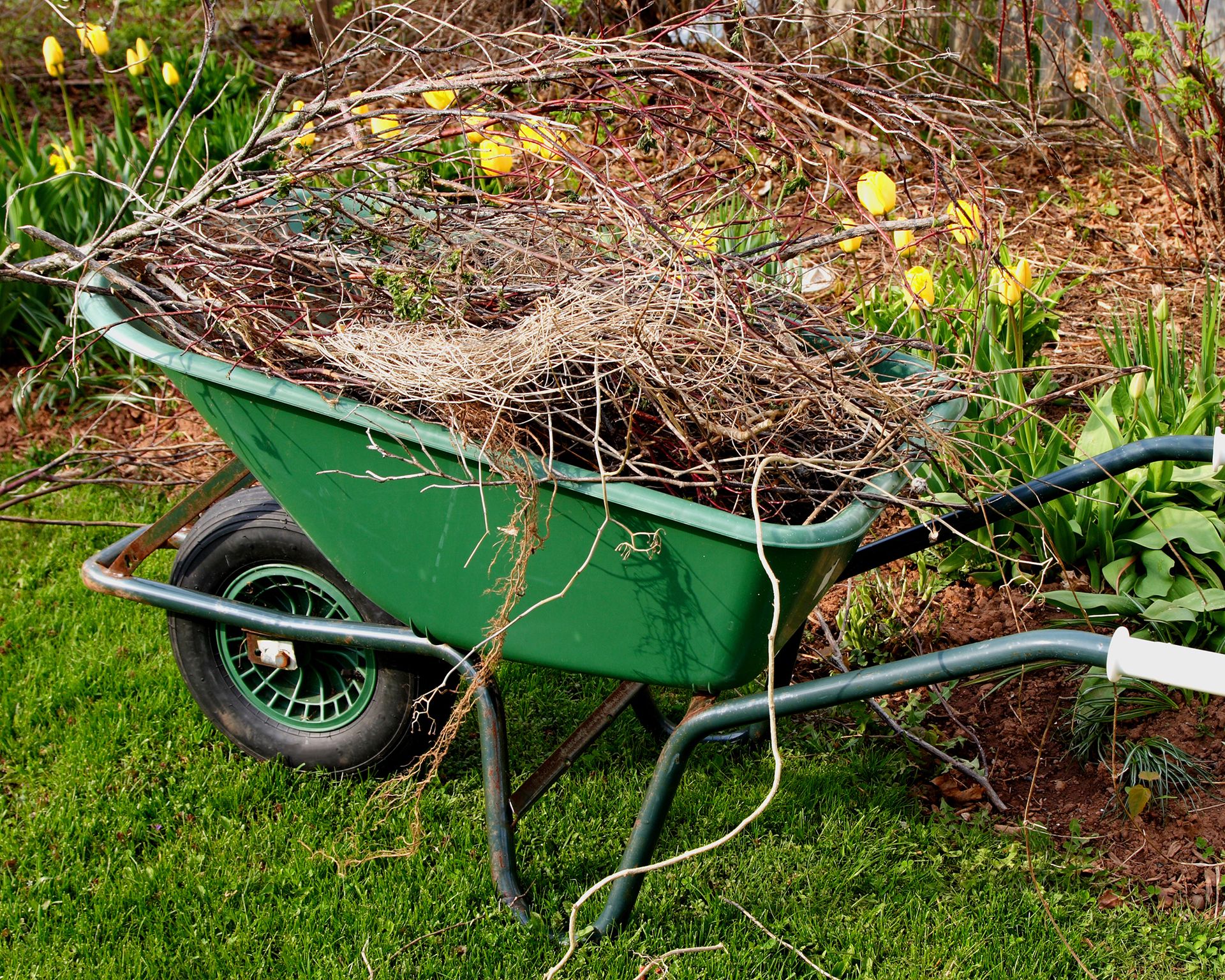 Wheelbarrow full of garden waste