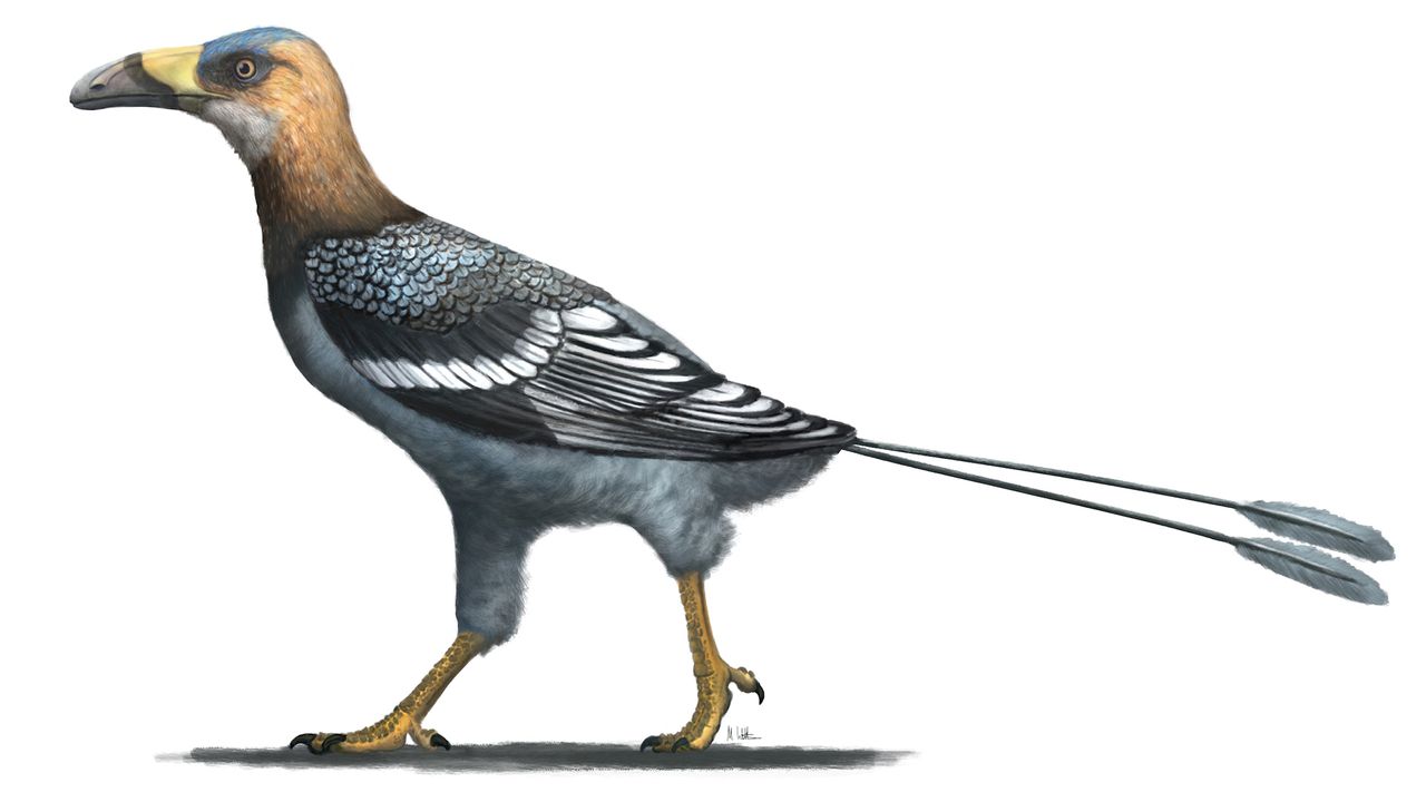 Only the skull of Falcatakely forsterae, an early bird with a face like Velociraptor, was found, but here's what the rest of its body may have looked like.