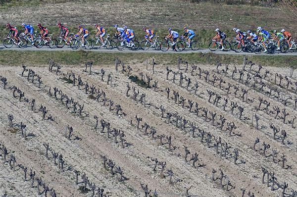 The grapevines are still in 'winter mode' at this time of year in France.