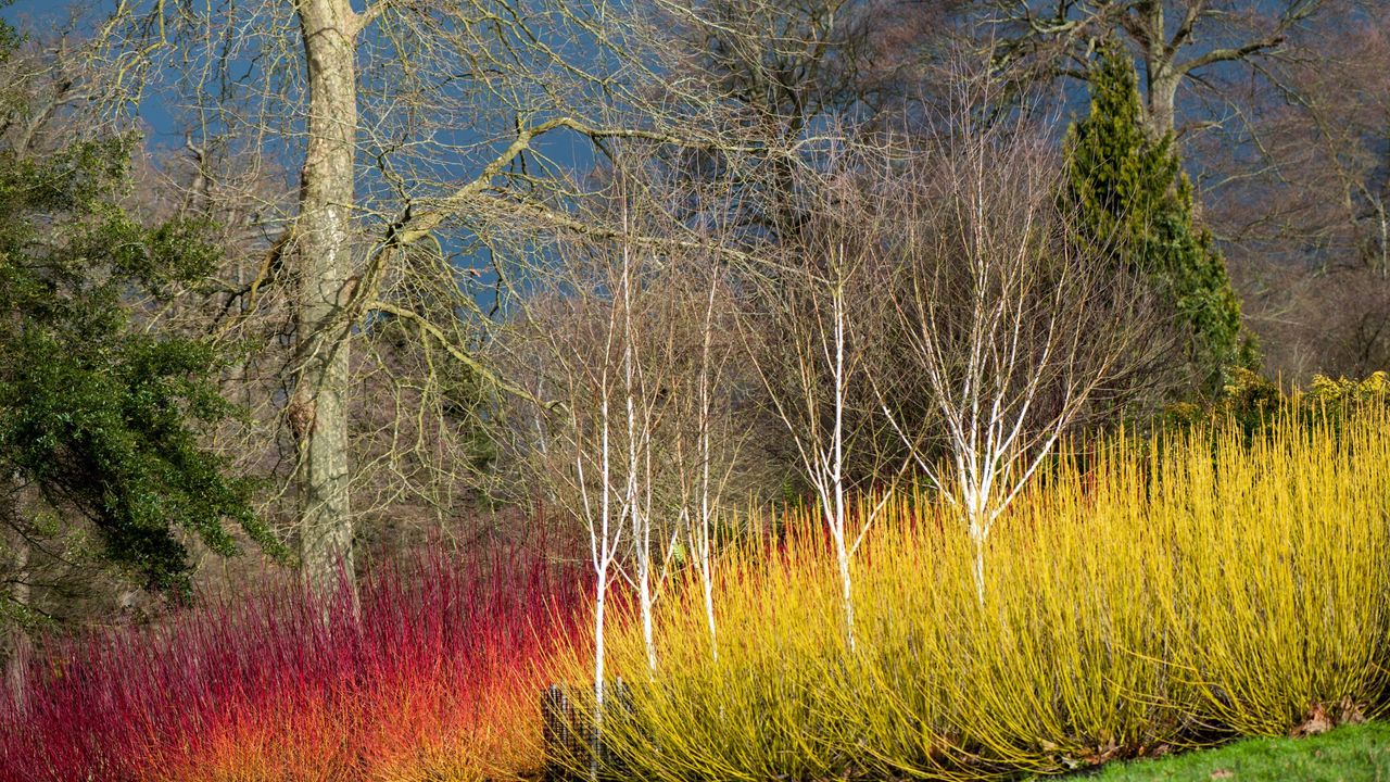 Colourful dogwoods against a woodland backdrop