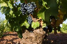 Borsao_old_vine.jpg