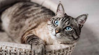 Blue-eyed cat sitting inside a basket-style cat bed