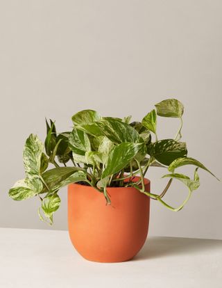 Pothos Marble Queen