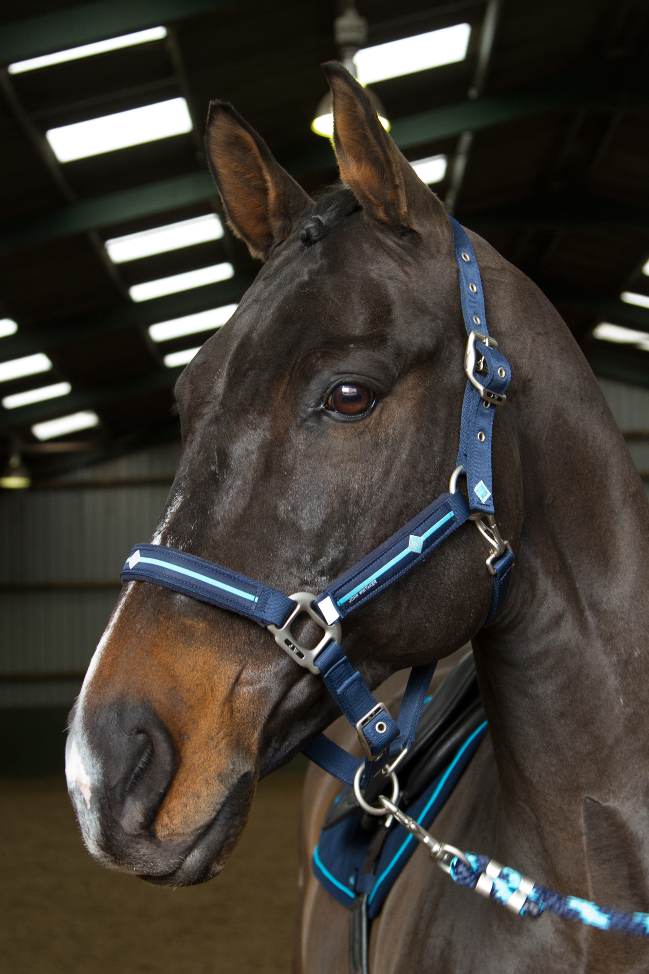 John Whitaker headcollar