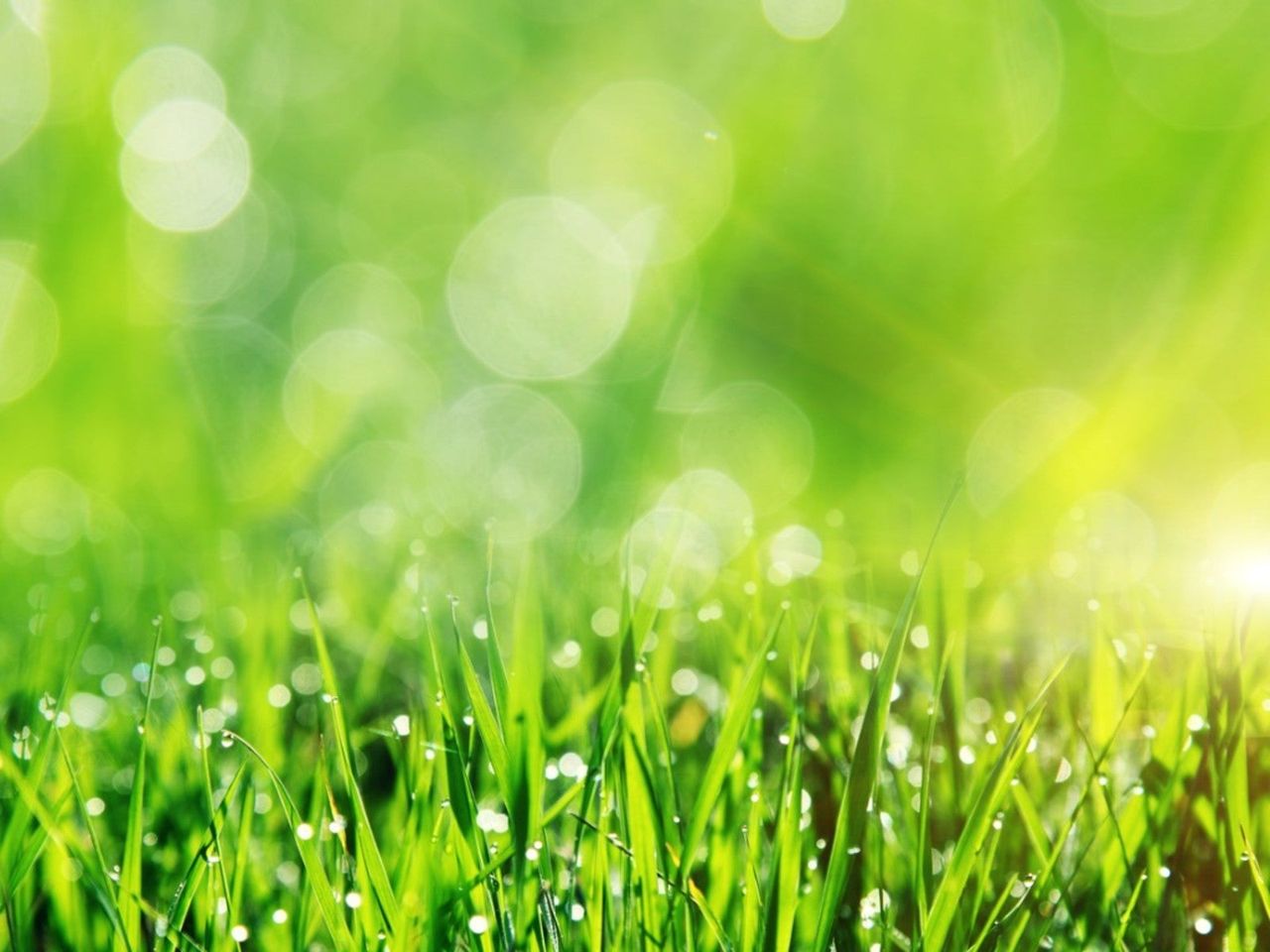 Water Droplets On Green Grass