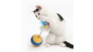 Cat playing with the Catit Play Tumbler Bee interactive cat toy