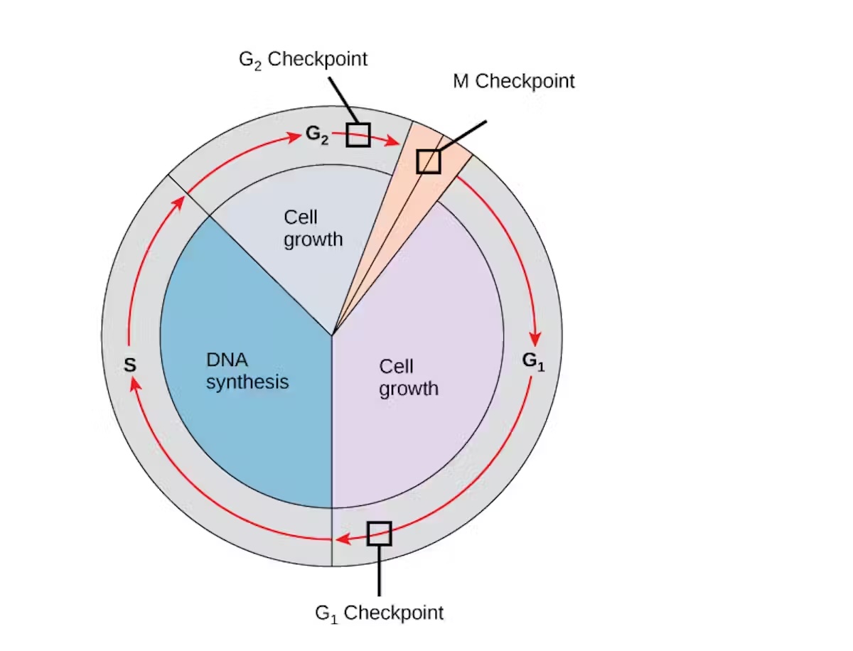A diagram showing the different checkpoints that cells undergo before division