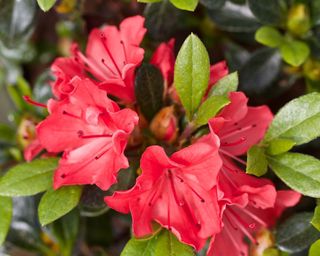 red rhododendron