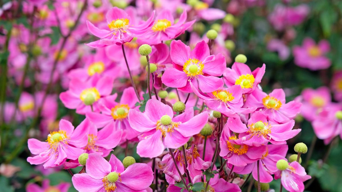 Weekend Win: Boost Patio Containers with Tomato Feed to Encourage a Last Flush of Flowers