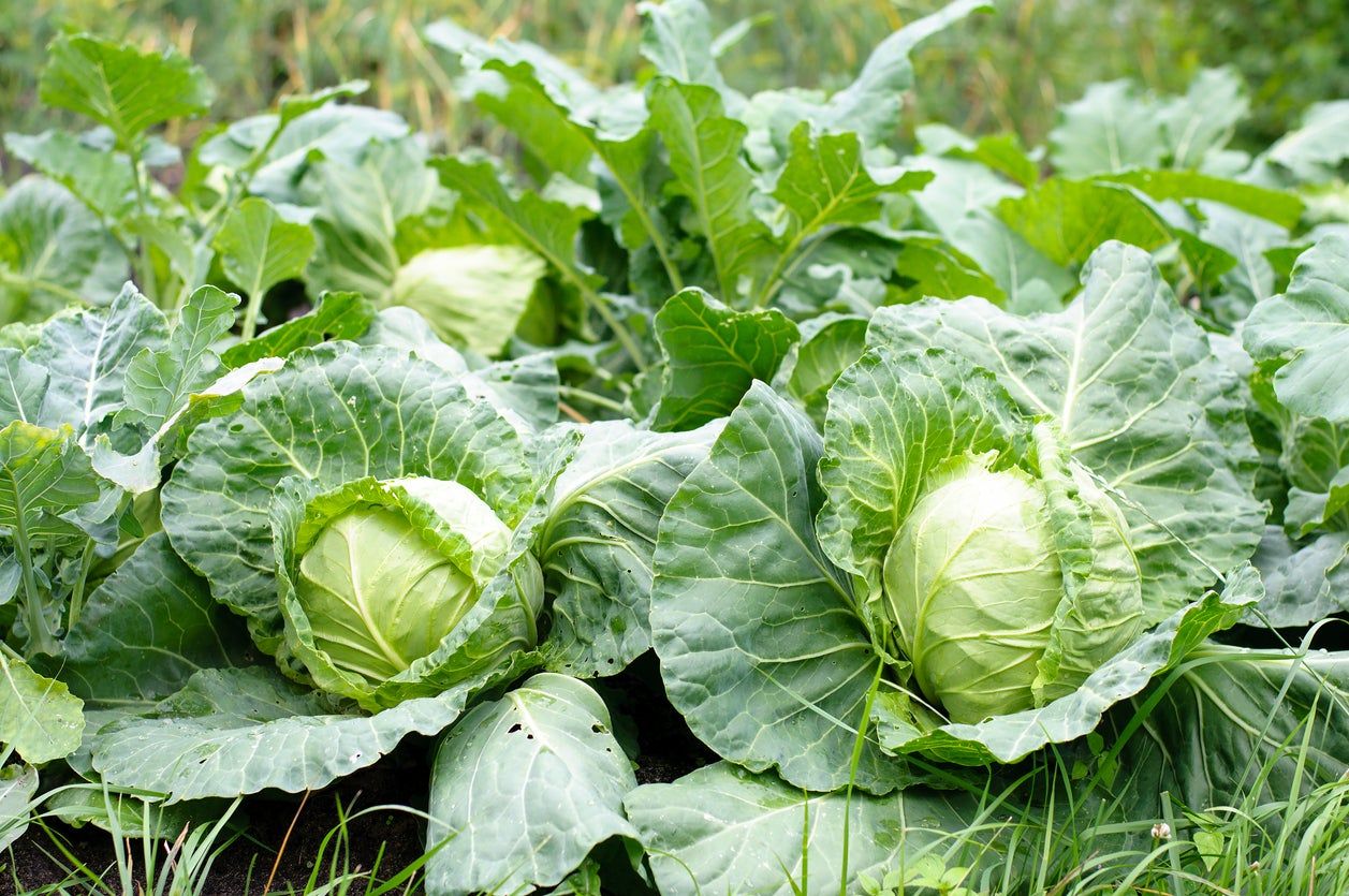 Green Cabbage Plants