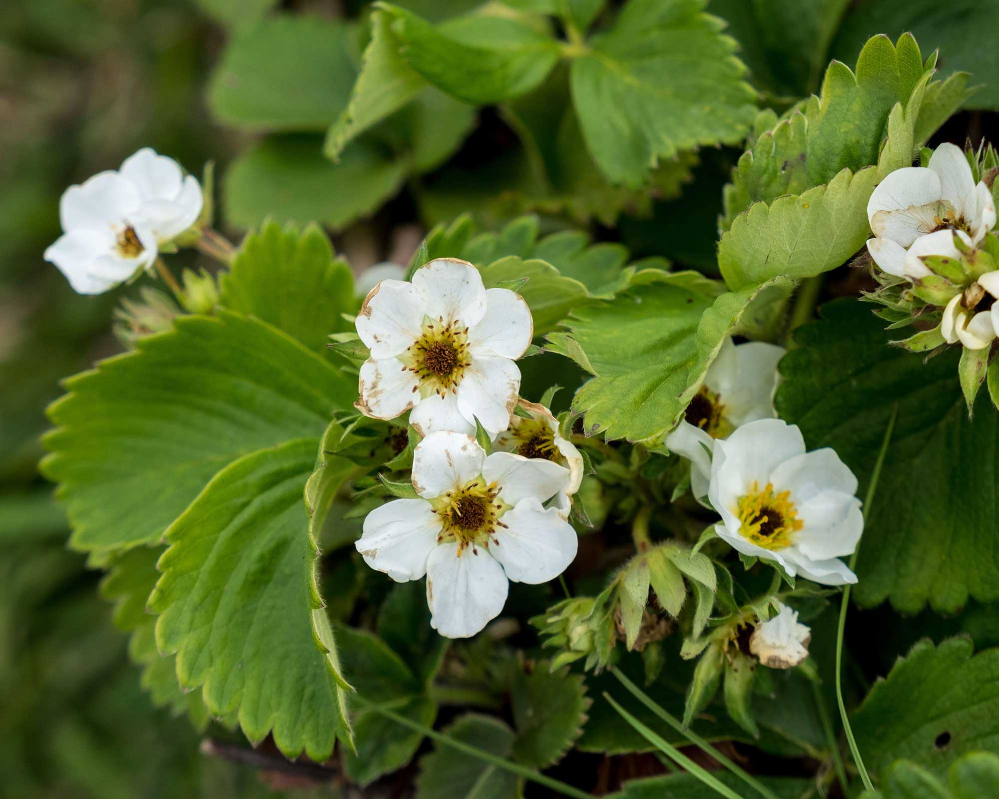 how-to-winterize-strawberry-plants-top-tips-gardeningetc