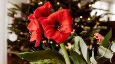 Three red amaryllis flowers in front of a Christmas tree