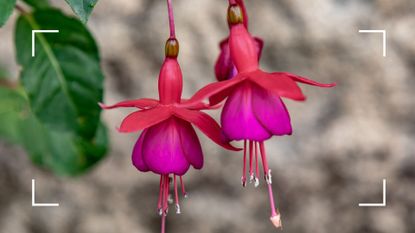 picture of two fuchsia flowers in garden to show how to take cuttings from fuchsia plants