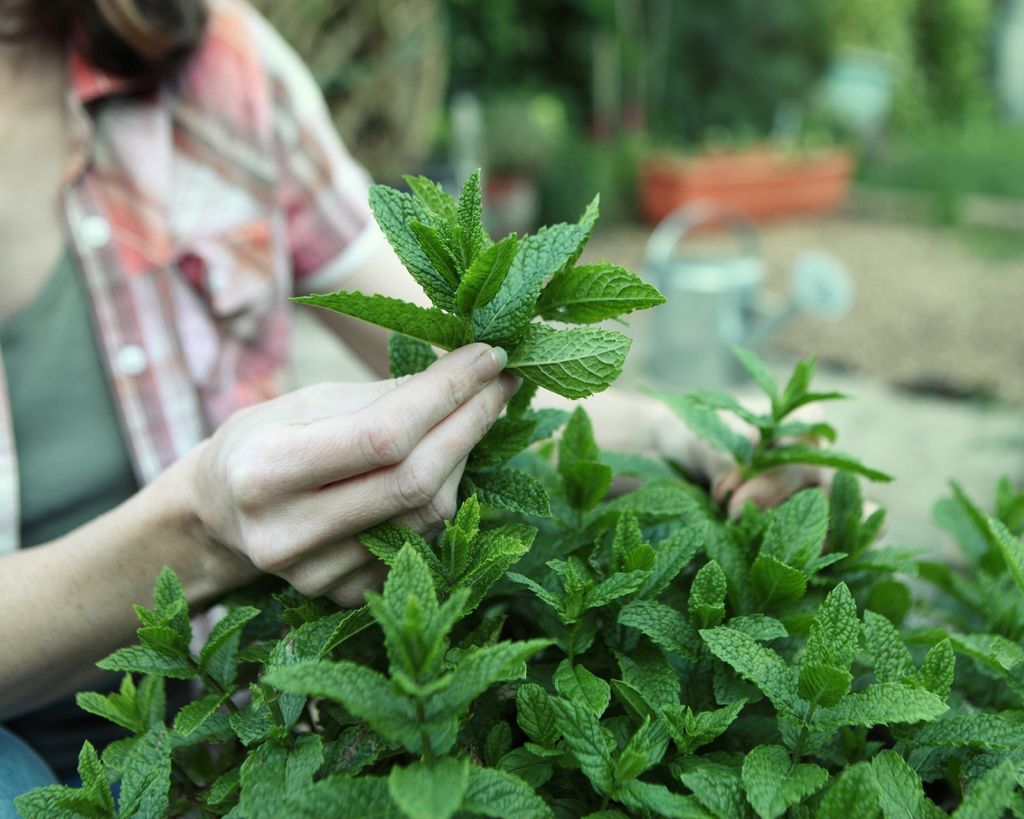 When and how to prune mint to promote healthy growth Gardeningetc