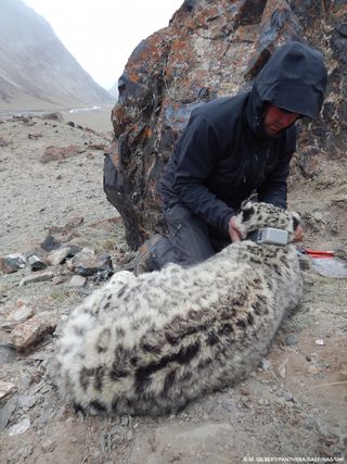 snow leopard in kyrgyzstan collared