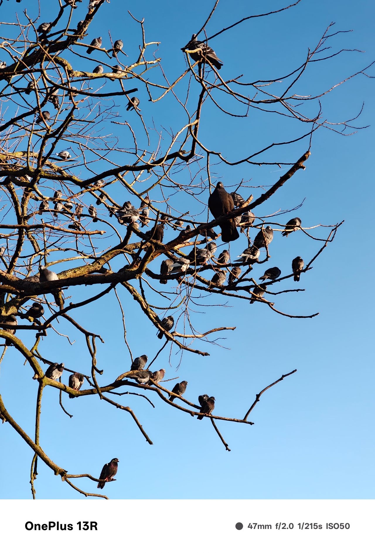 Birds sitting on leafless tree branches in front of a clear blue sky