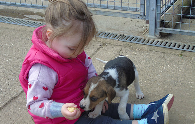 3 Belvoir puppy