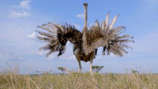 An ostrich in Serengeti