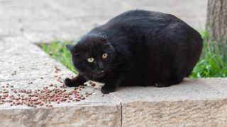 Black cat guarding his food on the floor