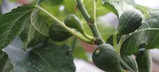 Brown Turkey fig, Ficus carica, perennial, tree, fruit, unripe. Growing indoors in a greenhouse