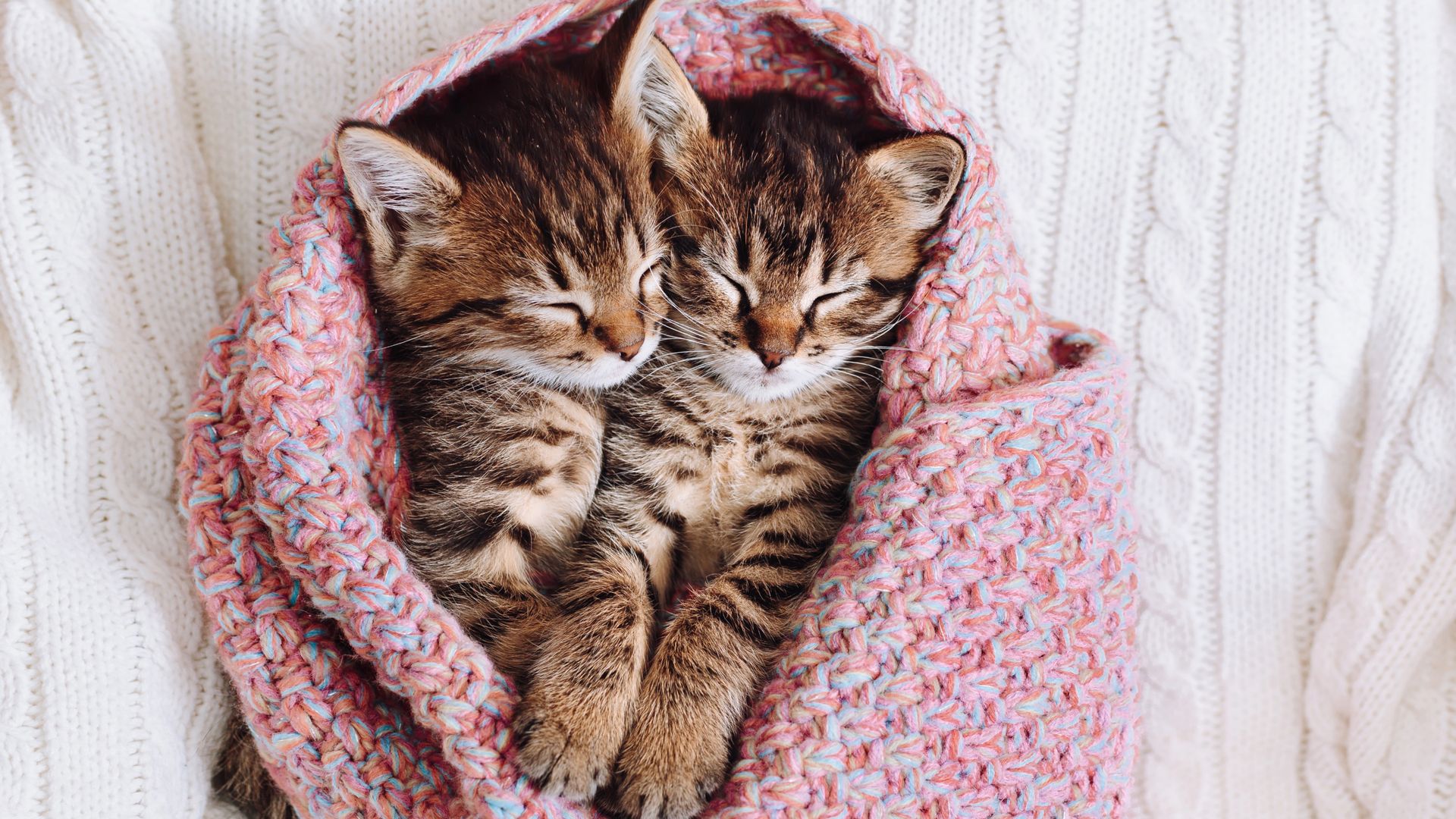 Do kittens sleep a lot? And how to get a kitten to sleep at night