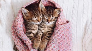 Two kittens sleeping together in cozy pink blanket