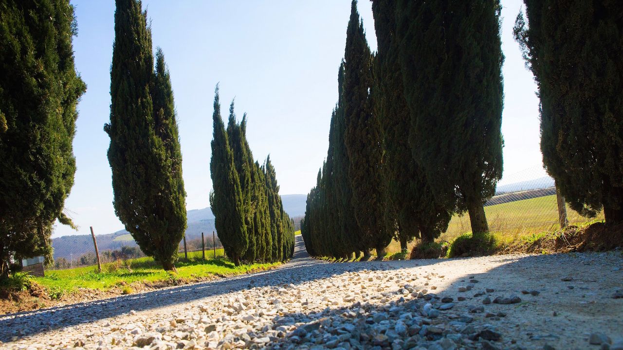 A closer look at the tree-lined gravel roads