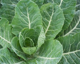 Collard greens Champion variety ripening on allotment ready for harvesting
