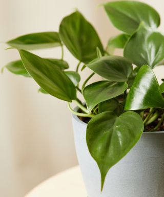 philodendron heartleaf house plant