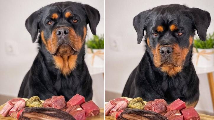 do rottweilers eat raw meat? 2