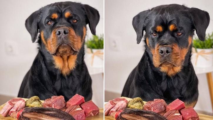 Rottweiler's raw food diet causes social media stir | PetsRadar