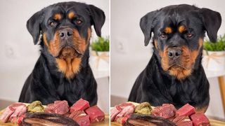 Rottweiler’s raw food diet