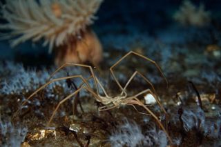 A sea spider on the seafloor.