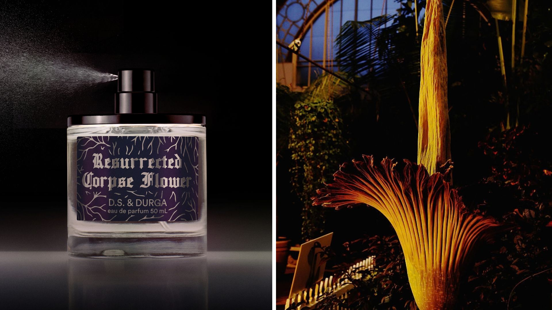 DS & Durga Resurrected Corpse Flower perfume
