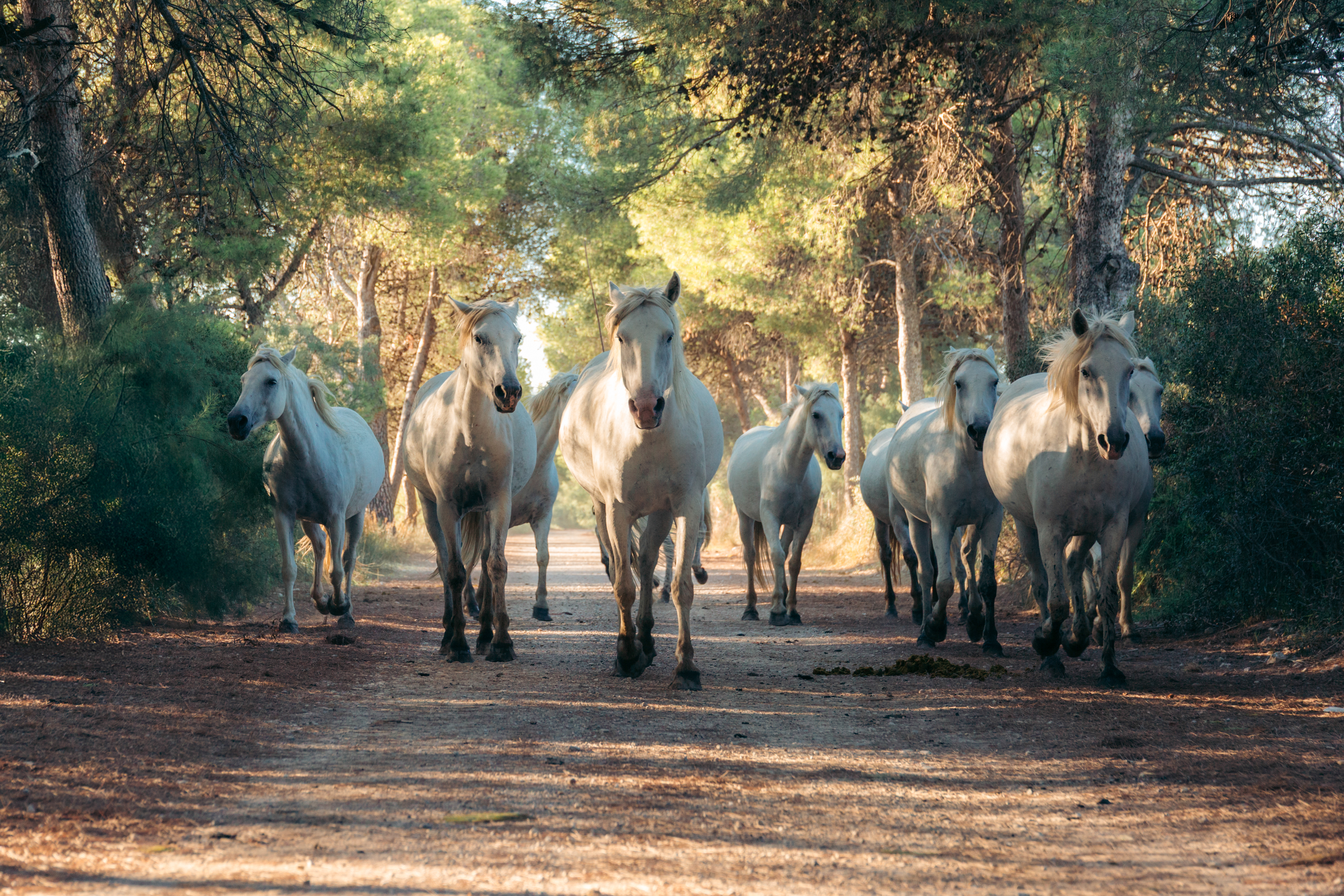 Camargue Regional Nature Park.