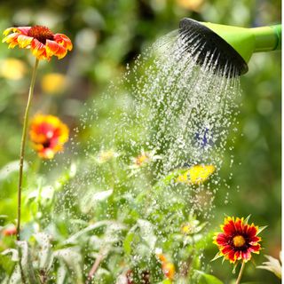 watering flowers with watering can