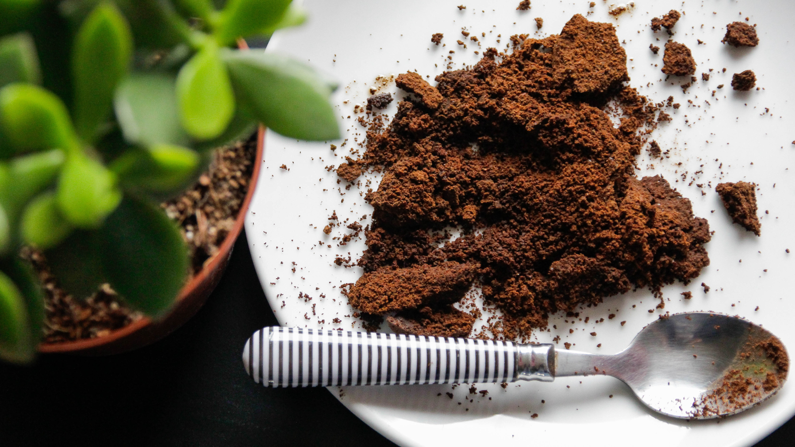 Coffee grounds with spoon near plant