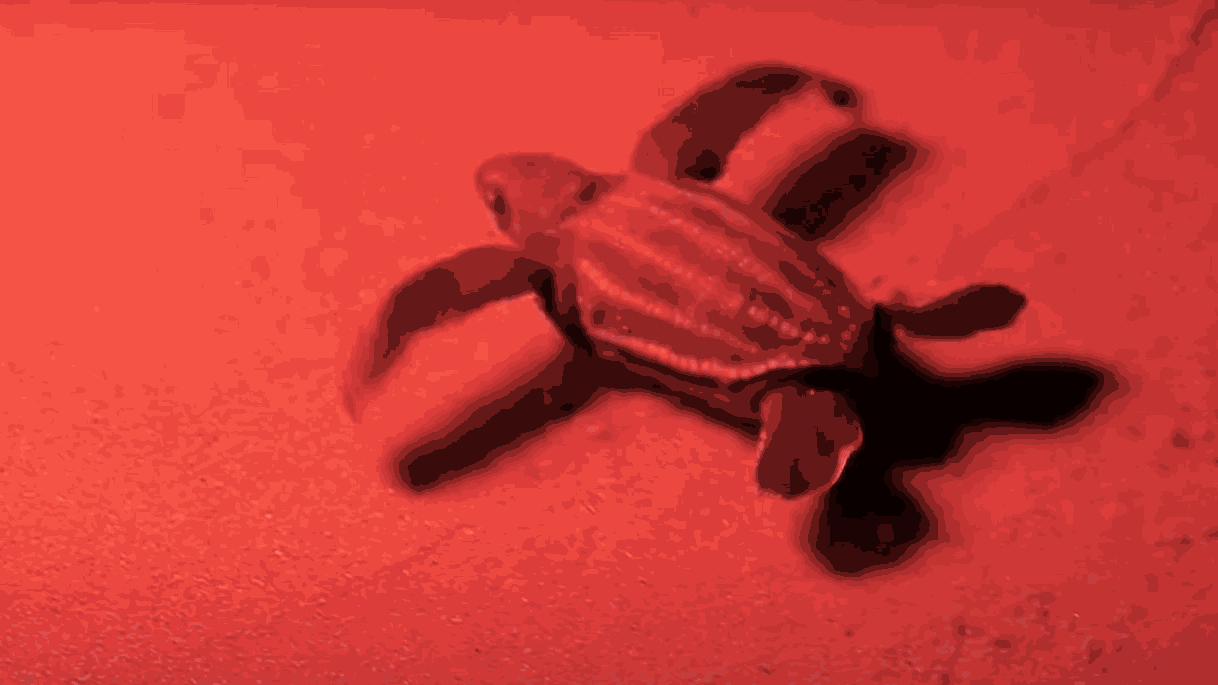 Thermal images of turtles