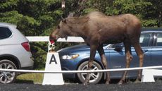 Moose.jpeg