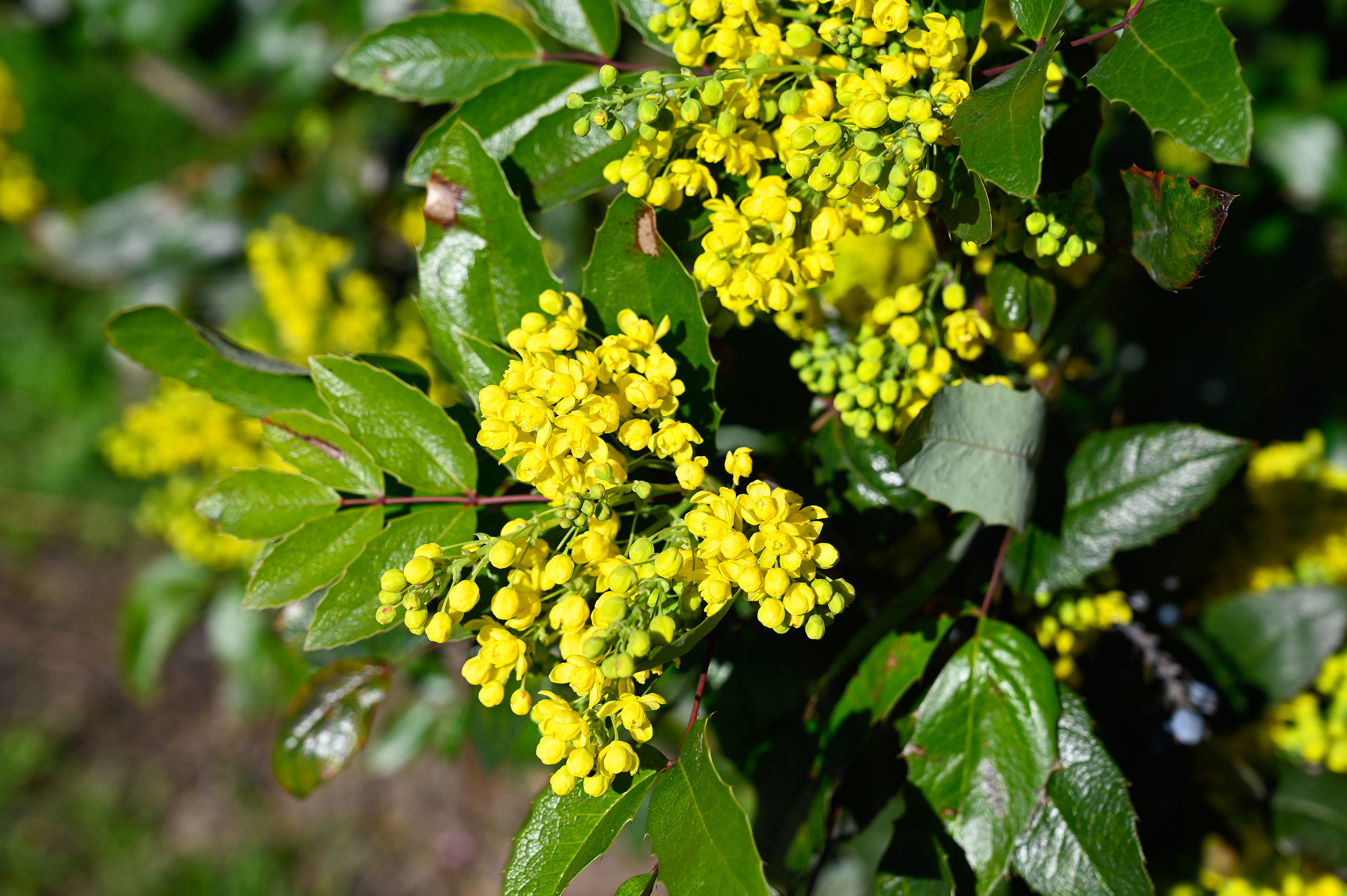 Best plants under trees 10 lovely varieties that will thrive