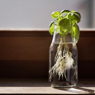 Basil plant with roots growing in jug filled with water