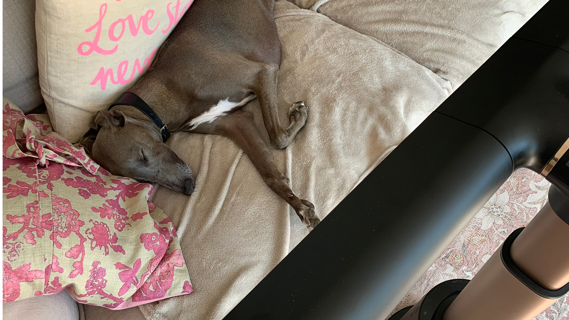 Whippet on a sofa being cooled by the new Shark TurboBlade fan