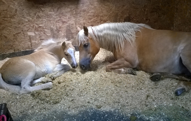 adorable foals