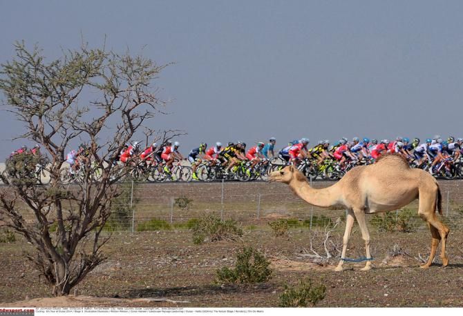 Some roadside wildlife in Dubai