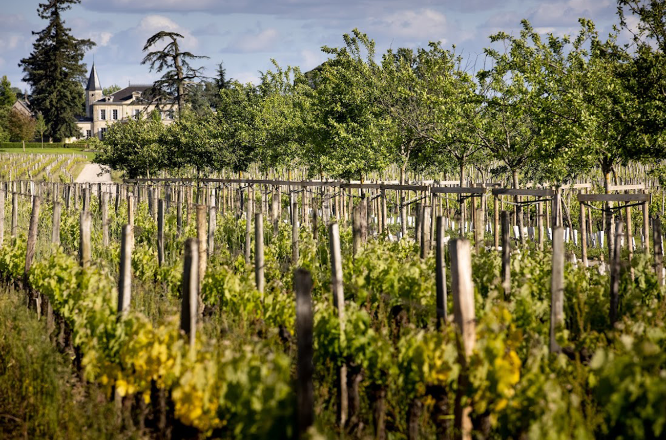 Cheval-Blanc-Agroecology