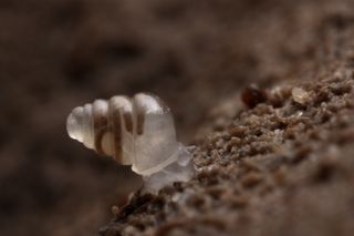 new species of translucent snail