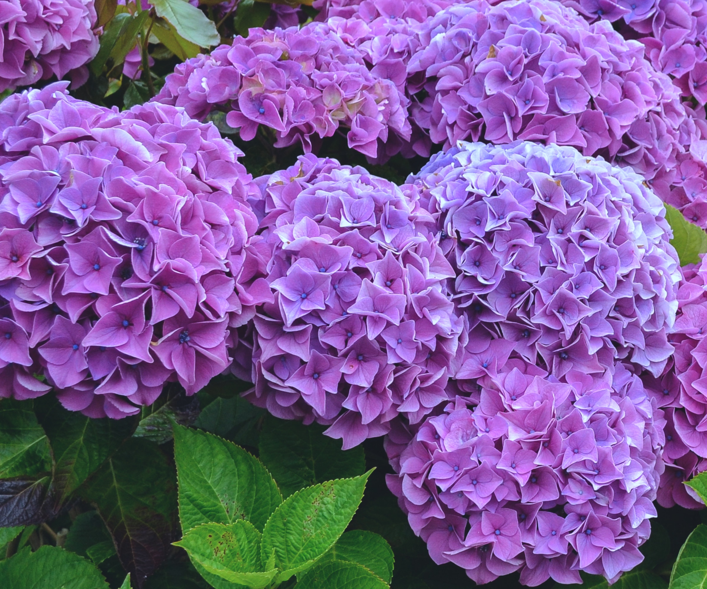 purple hydrangea Marechal Foch in bloom