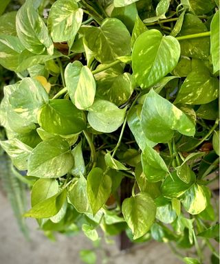 Golden Pothos