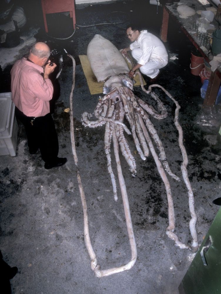 Giant squid autopsy